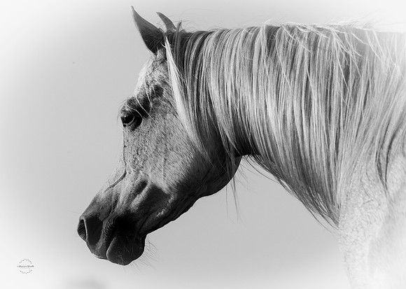 061A5363-Edit24x36