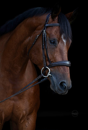 IMG_3648-Edit11x14