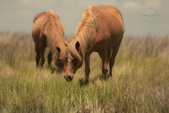 IMG_7332edit