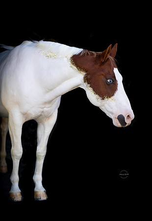0A7A2954-Edit