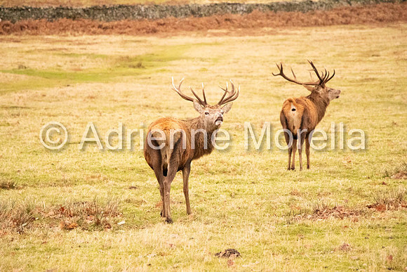 IMG_3993edit