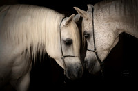 Horses Available Art for Purchase