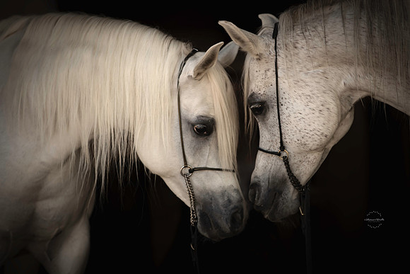 Beautiful Mares