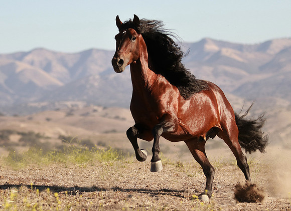 Bay Stallion Galloping