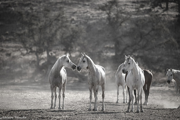 Sweet Mares