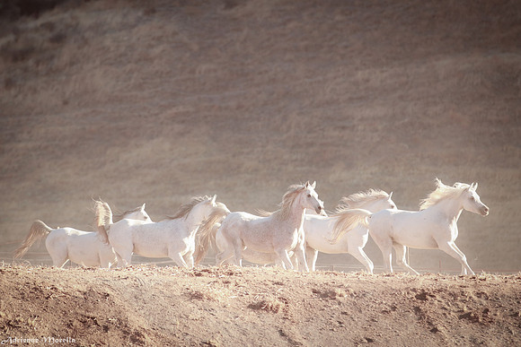 White Horses Galloping