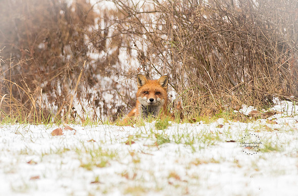 Hello Mr Fox