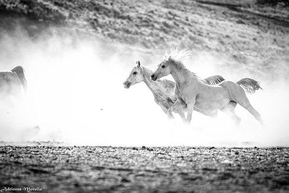 IMG_7916