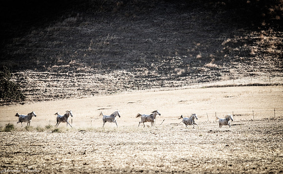 Galloping Horses