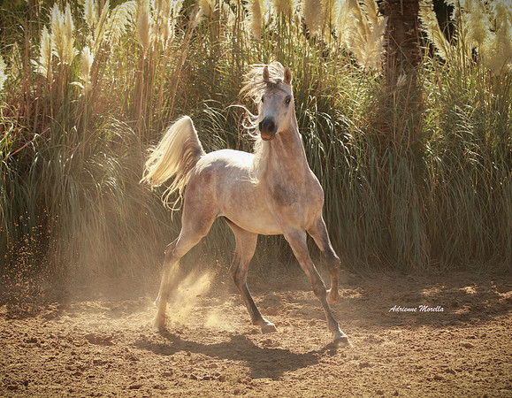 Sassy Young Stallion