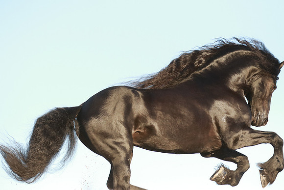 Friesian Galloping Closeup
