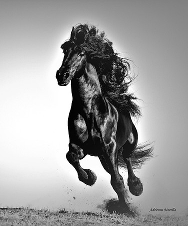 Majestic Vertical Crop