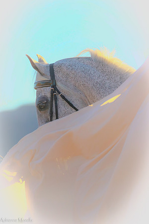 Whip of Fabric