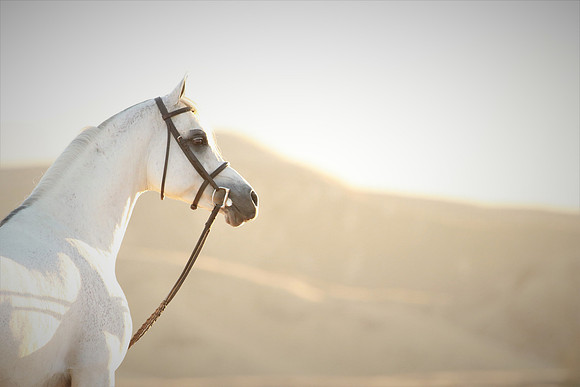 Stunning Sunrise of Arabian Stallion with Mountains in the Backdrop