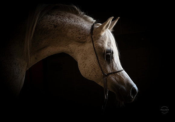 Detail Headshot in Shadows of Arabian Mare