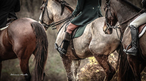 IMG_9478crop-2foxhuntingcloseup