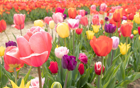 IMG_9894tulips for notecards