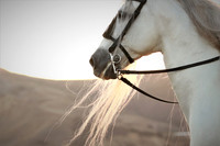 Horses